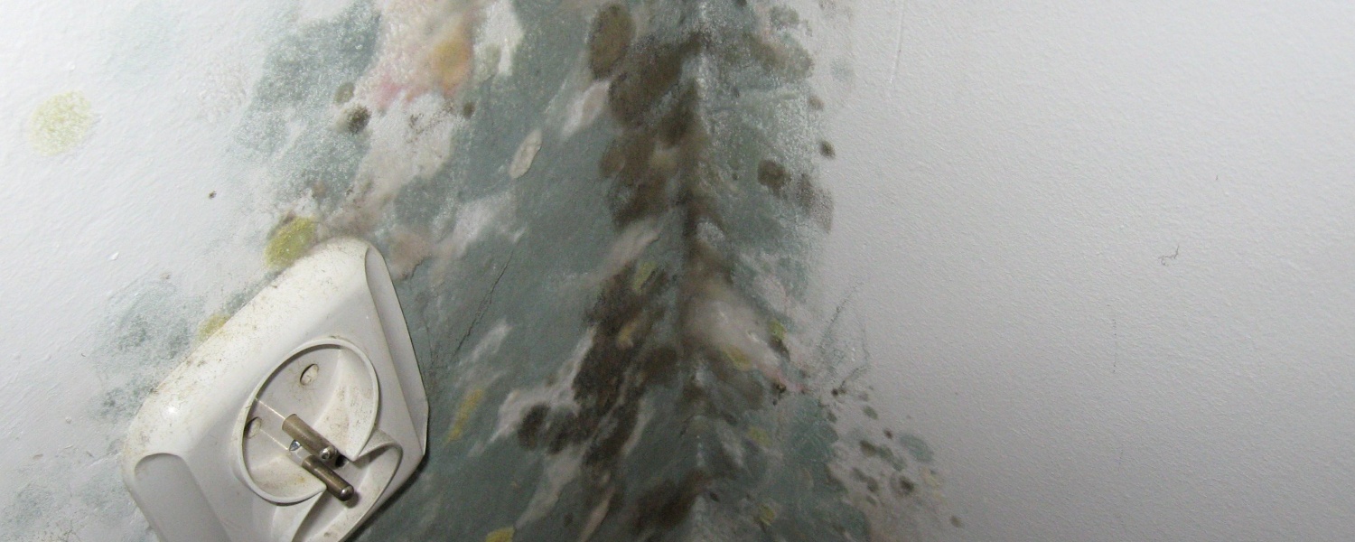 Mold Remediation Addison IL